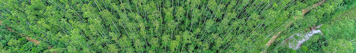 Responsabilidade Ambiental