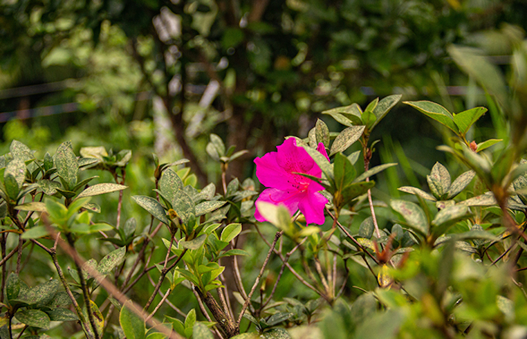 Verde Por Toda A Parte